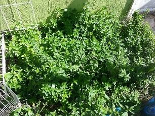 Start Your Herb Garden Today Image